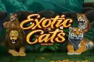 EXOTIC CATS?v=6.0